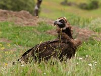 Aegypius monachus, Monk Vulture